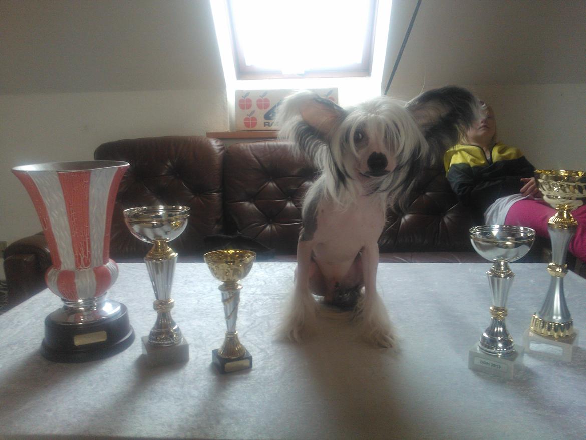 hunde udstilling med grand kusine og fætter billede 55