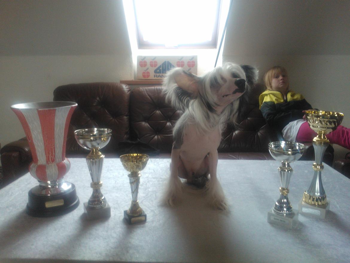 hunde udstilling med grand kusine og fætter billede 56