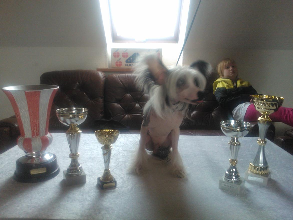 hunde udstilling med grand kusine og fætter billede 57