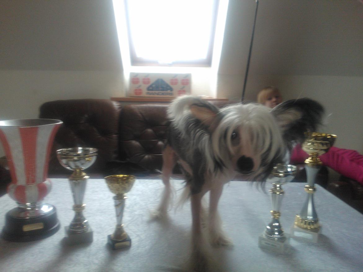 hunde udstilling med grand kusine og fætter billede 58