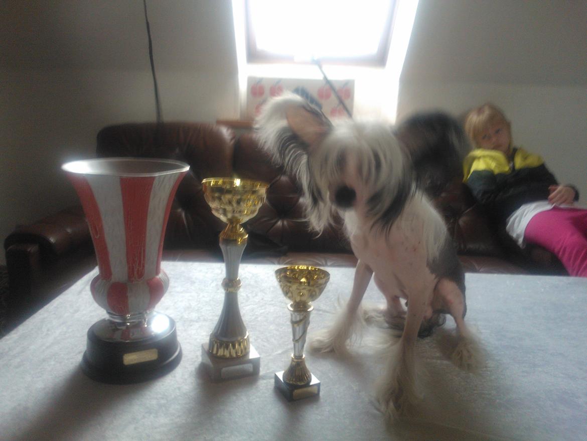 hunde udstilling med grand kusine og fætter billede 59