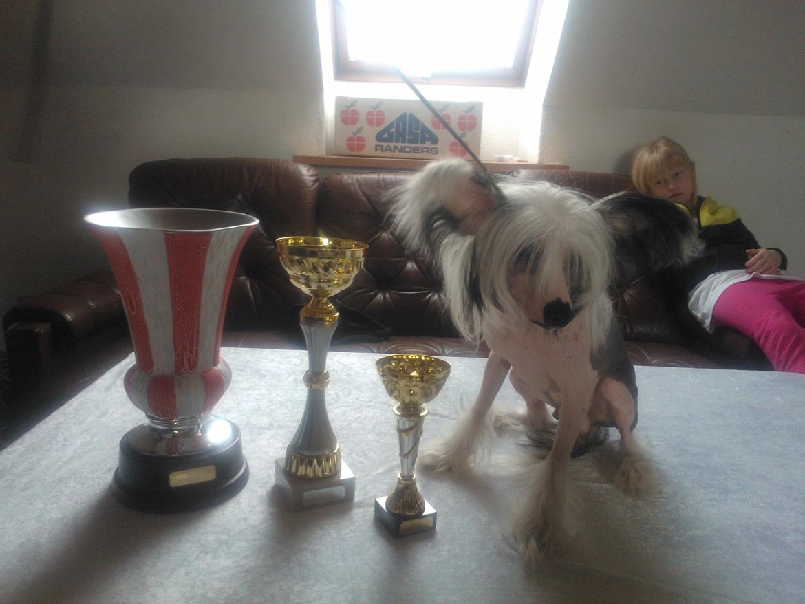 hunde udstilling med grand kusine og fætter billede 60