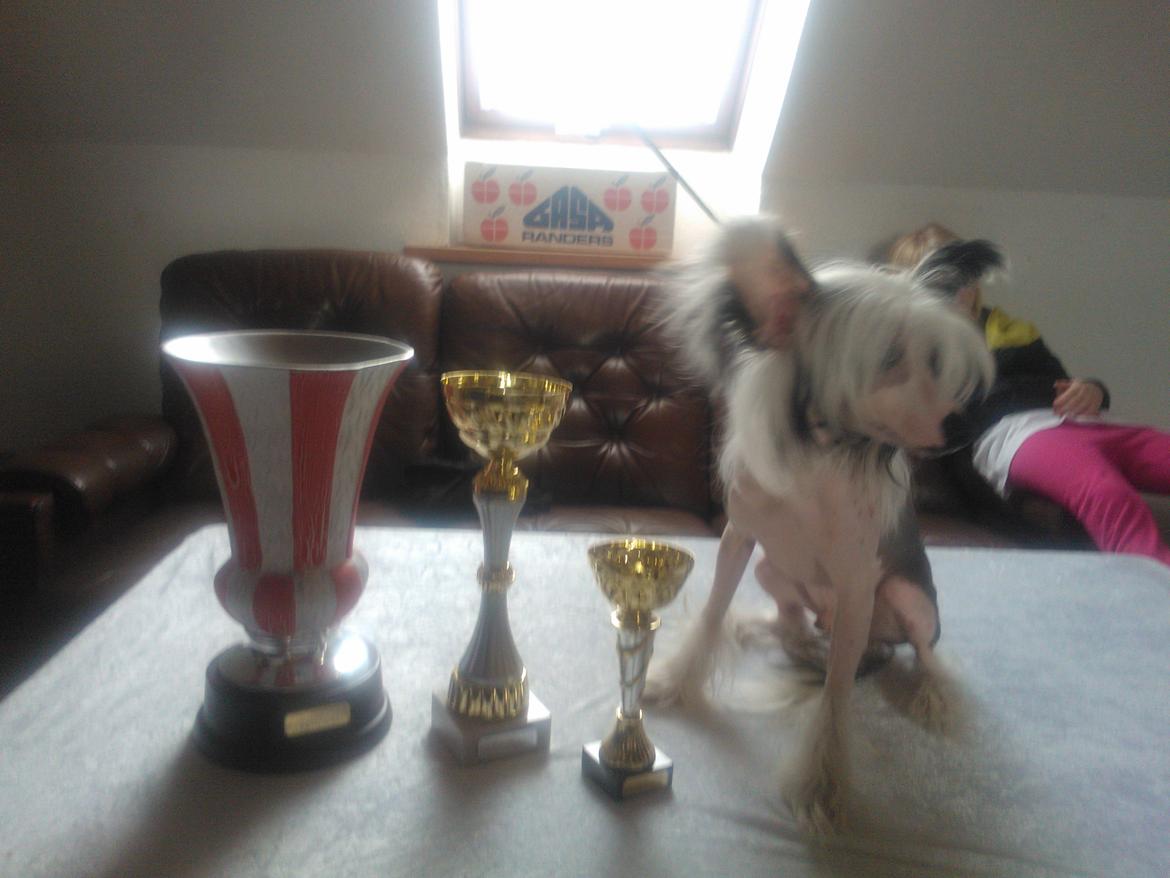 hunde udstilling med grand kusine og fætter billede 61