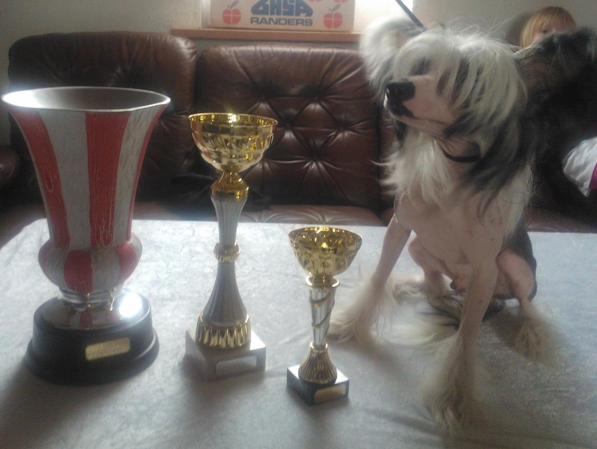 hunde udstilling med grand kusine og fætter billede 62