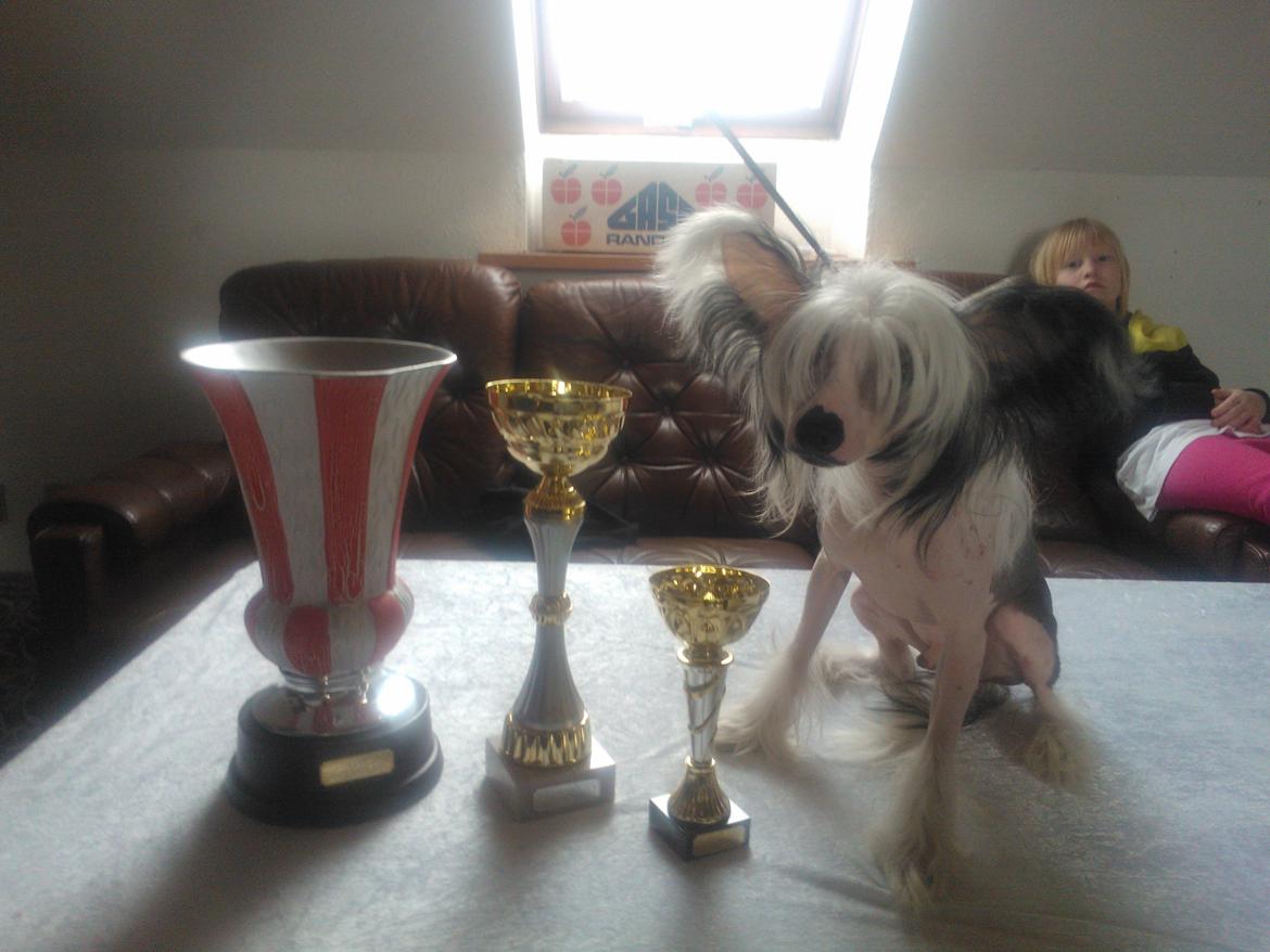 hunde udstilling med grand kusine og fætter billede 63