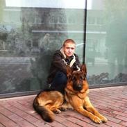 smukke schæfer hunde