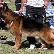 smukke schæfer hunde