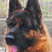 smukke schæfer hunde