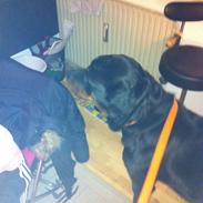 tyson min skønne rottweiler sælges