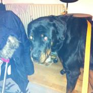 tyson min skønne rottweiler sælges