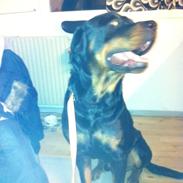 tyson min skønne rottweiler sælges