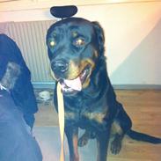 tyson min skønne rottweiler sælges