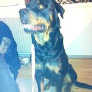 tyson min skønne rottweiler sælges