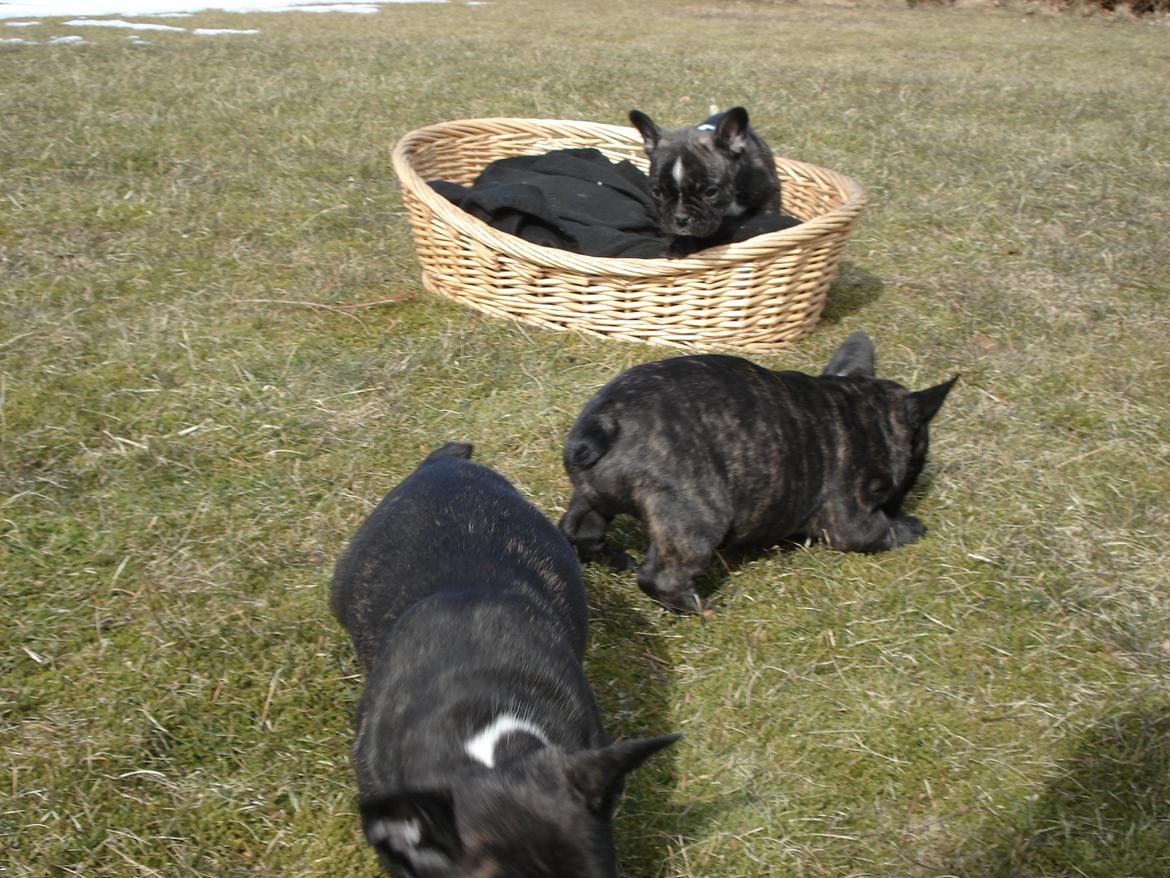 Fransk bulldog's nyder de gode vejrt! :) billede 2