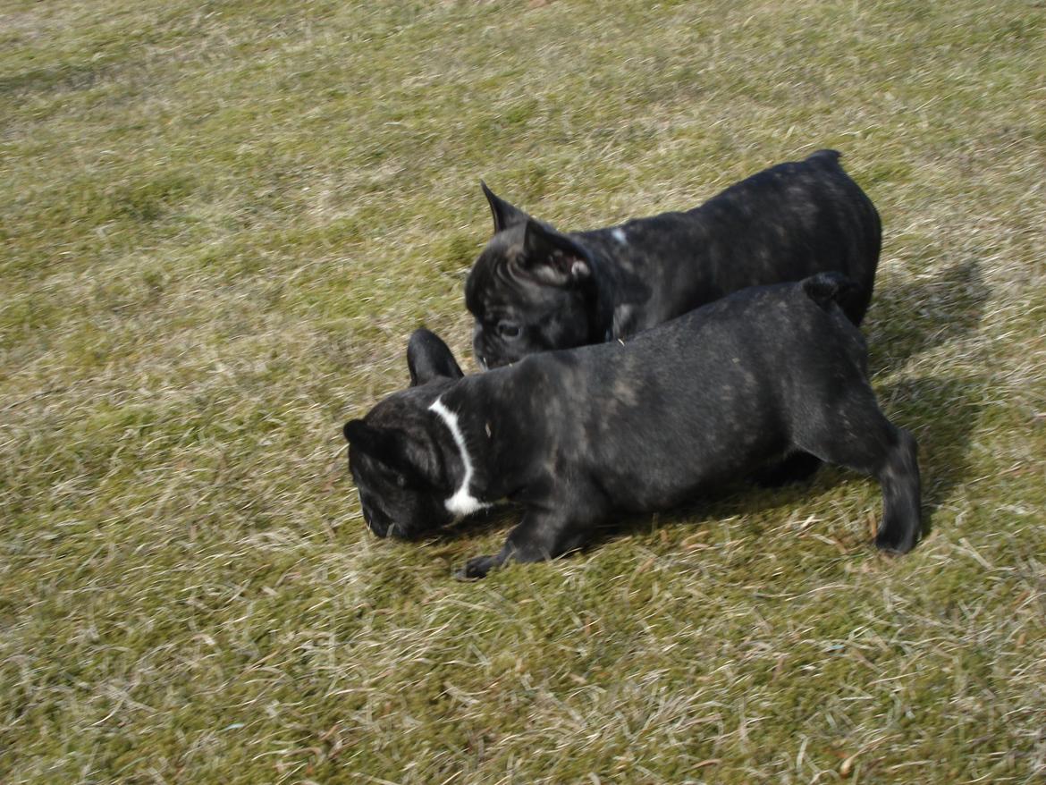 Fransk bulldog's nyder de gode vejrt! :) billede 3