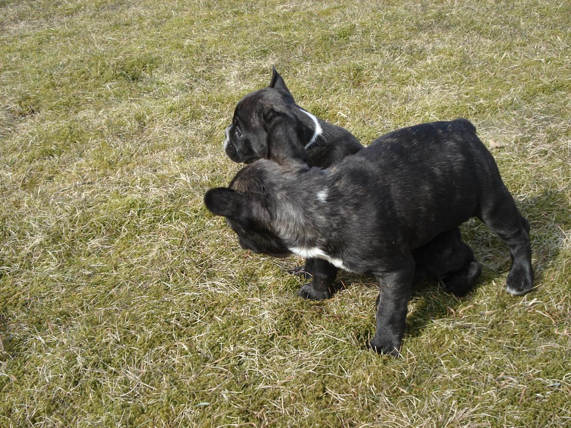 Fransk bulldog's nyder de gode vejrt! :) billede 4