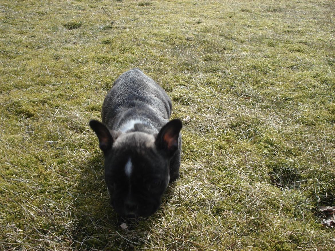 Fransk bulldog's nyder de gode vejrt! :) billede 5