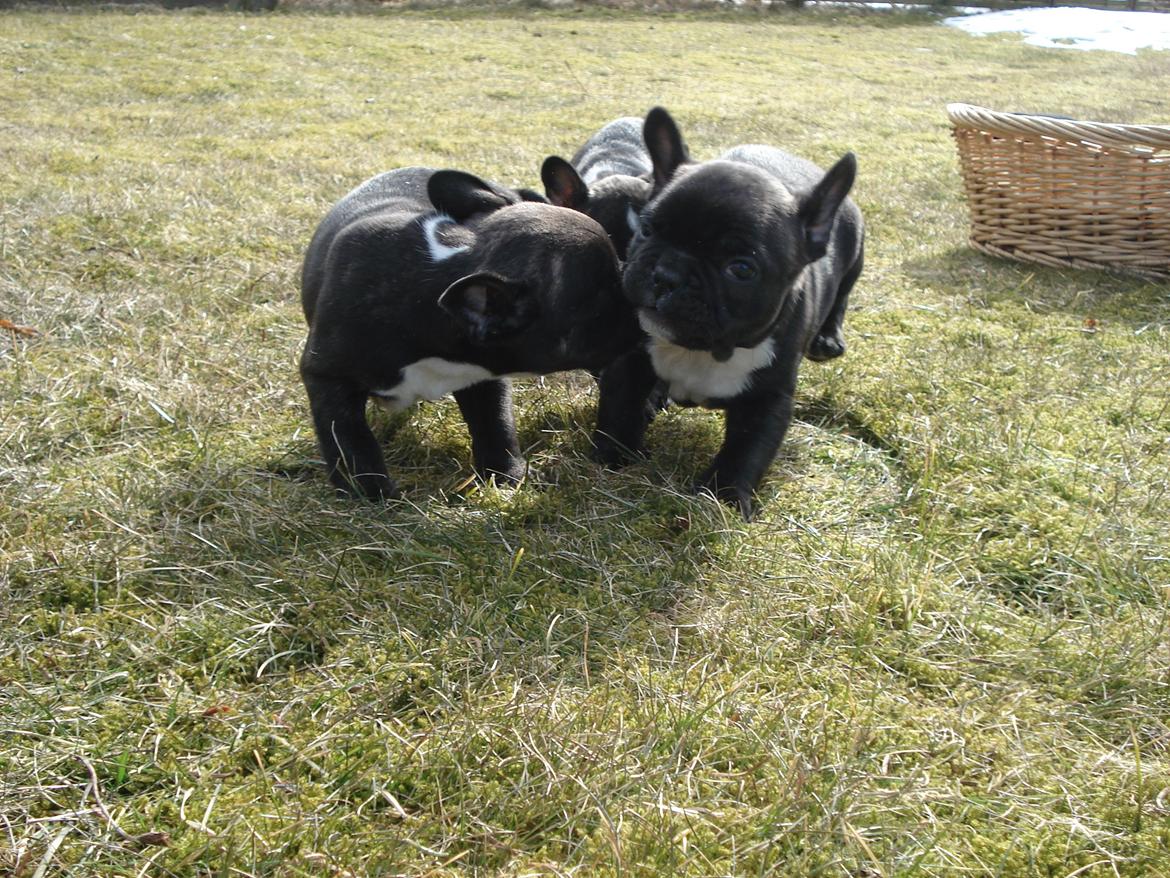 Fransk bulldog's nyder de gode vejrt! :) billede 6