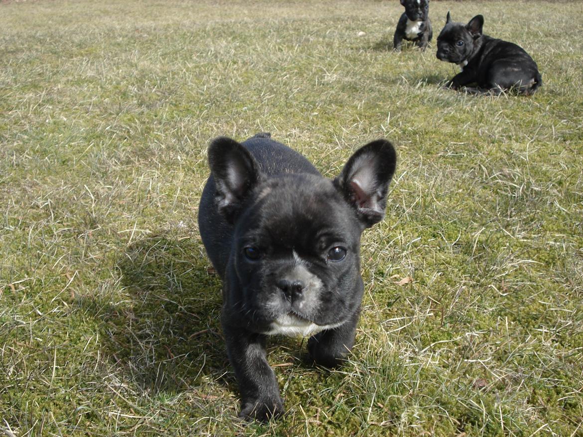 Fransk bulldog's nyder de gode vejrt! :) billede 7