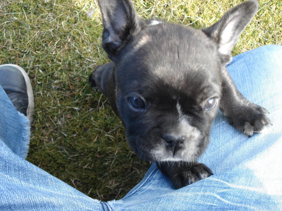 Fransk bulldog's nyder de gode vejrt! :) billede 8