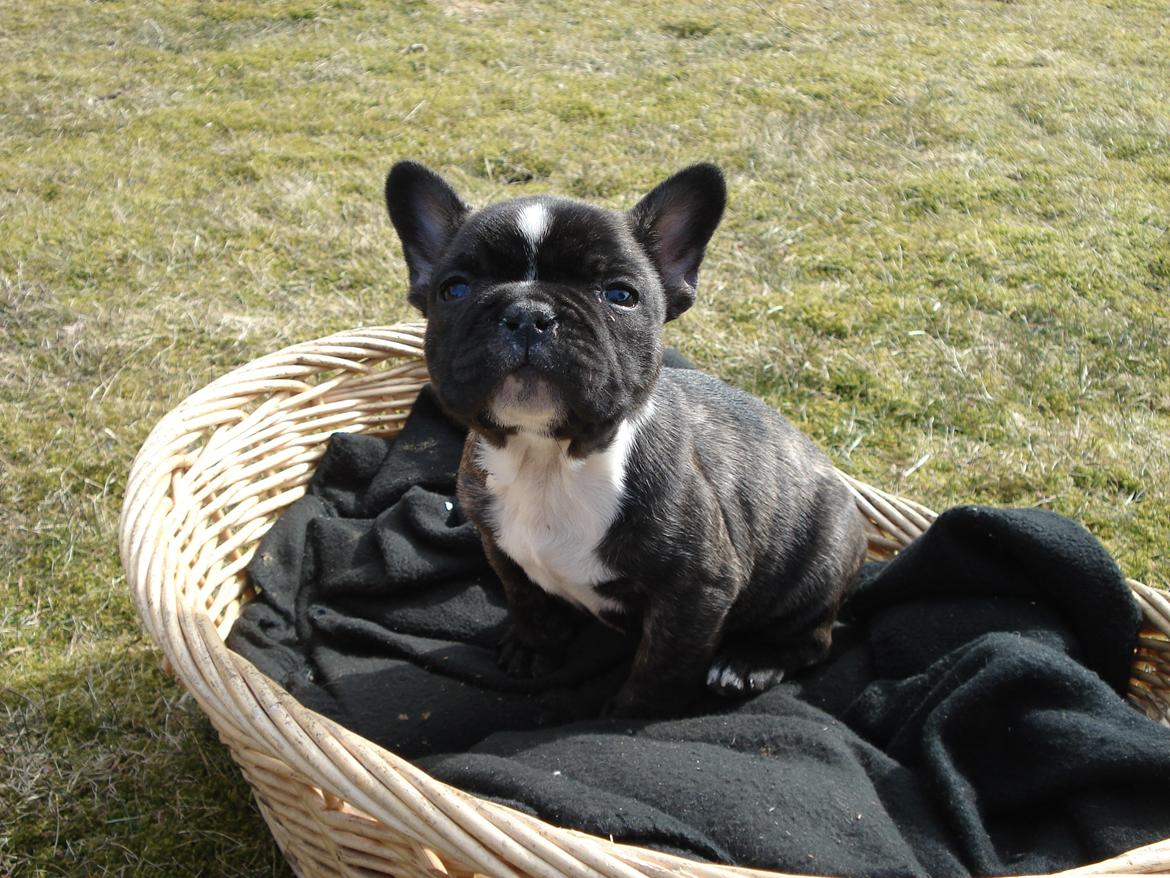 Fransk bulldog's nyder de gode vejrt! :) billede 9
