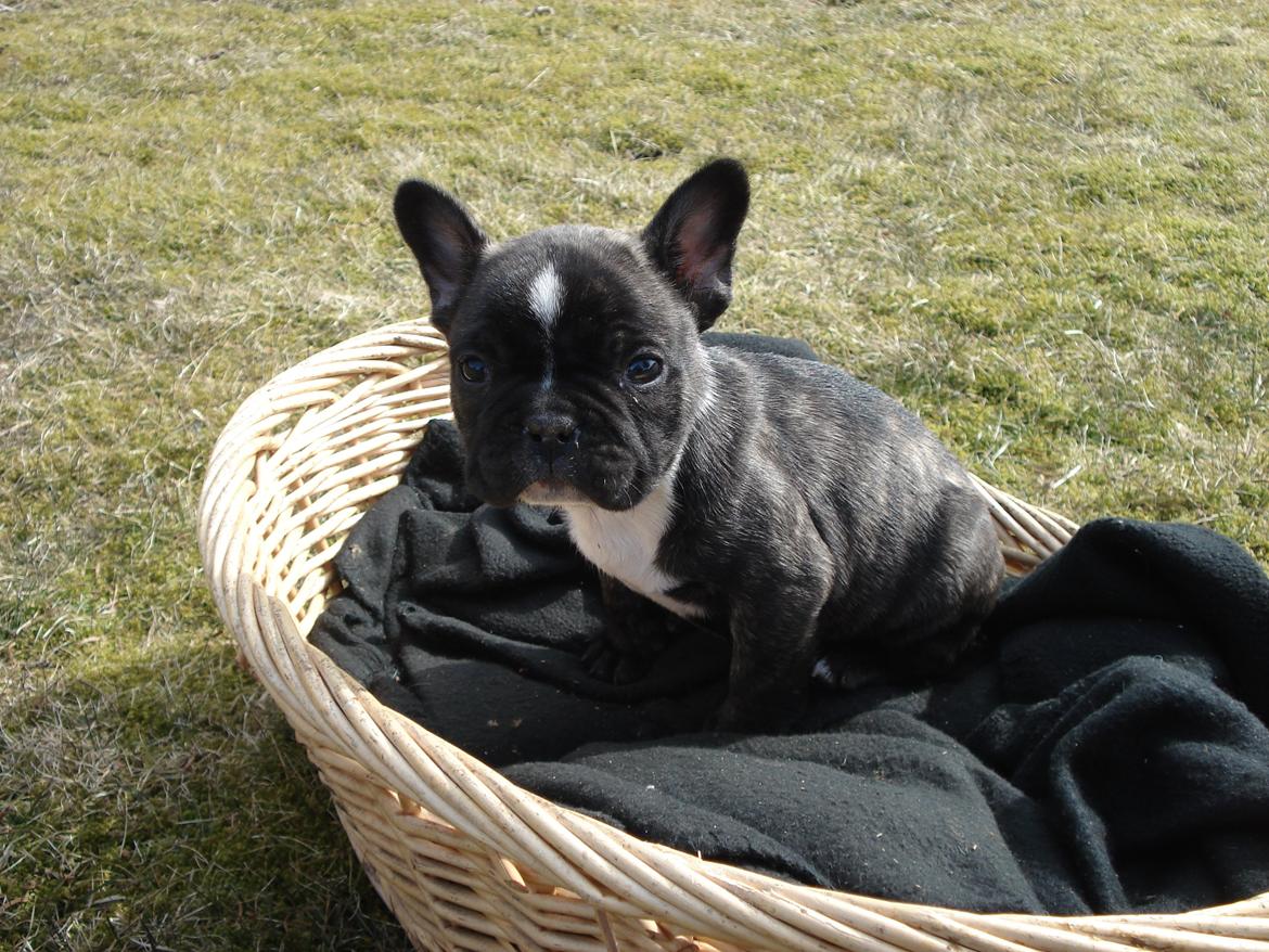 Fransk bulldog's nyder de gode vejrt! :) billede 10