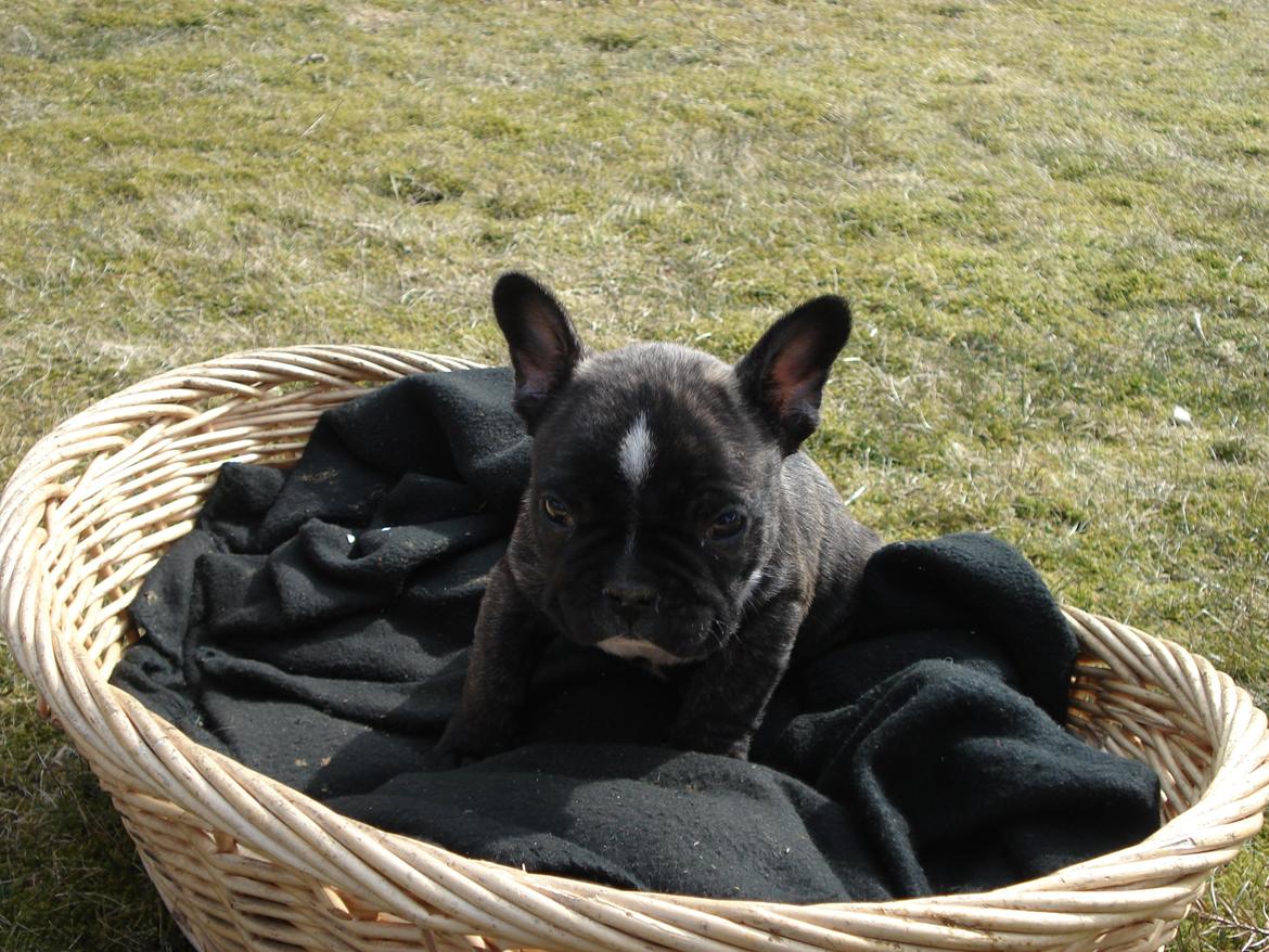 Fransk bulldog's nyder de gode vejrt! :) billede 11