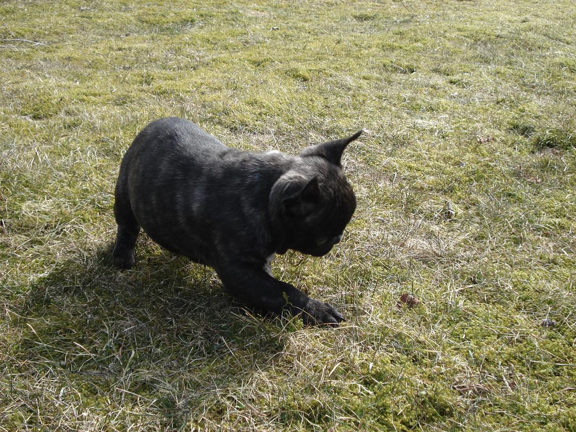 Fransk bulldog's nyder de gode vejrt! :) billede 12