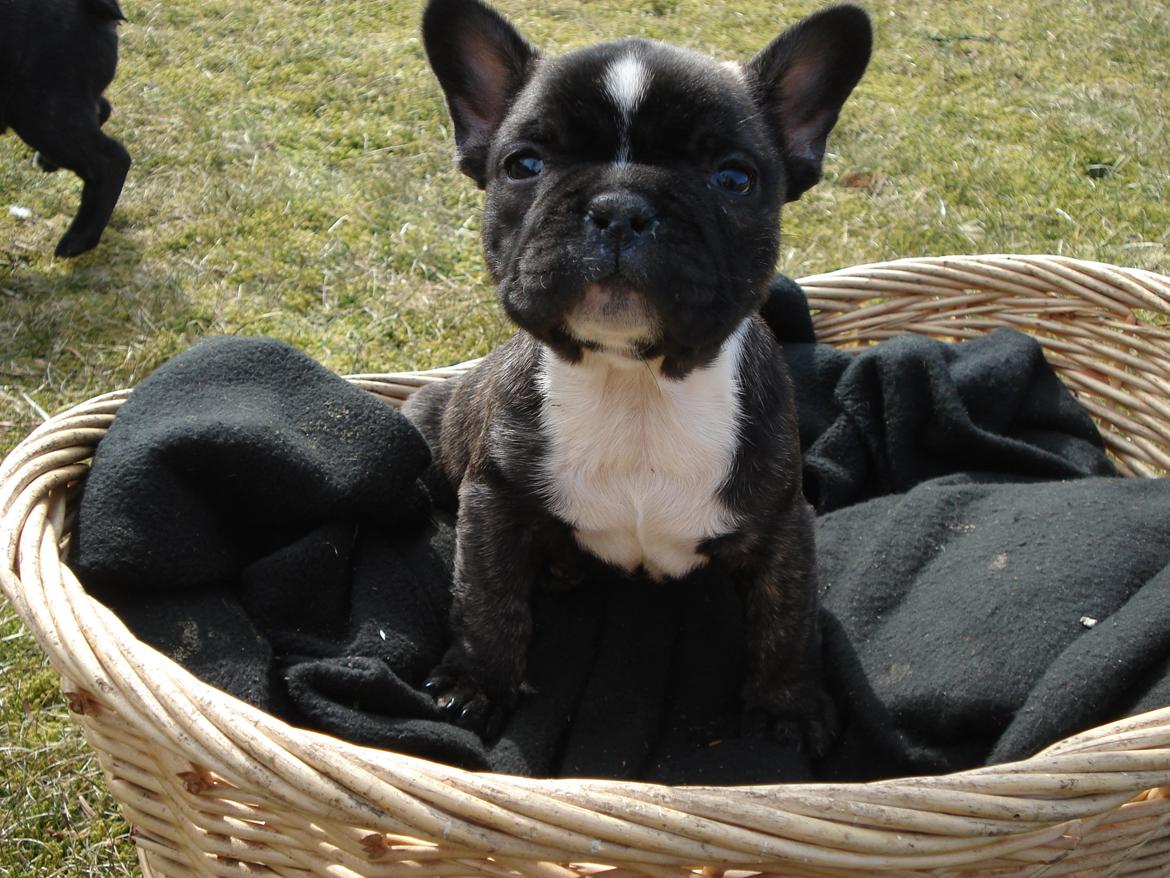Fransk bulldog's nyder de gode vejrt! :) billede 13