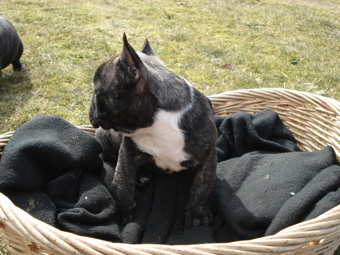 Fransk bulldog's nyder de gode vejrt! :) billede 14