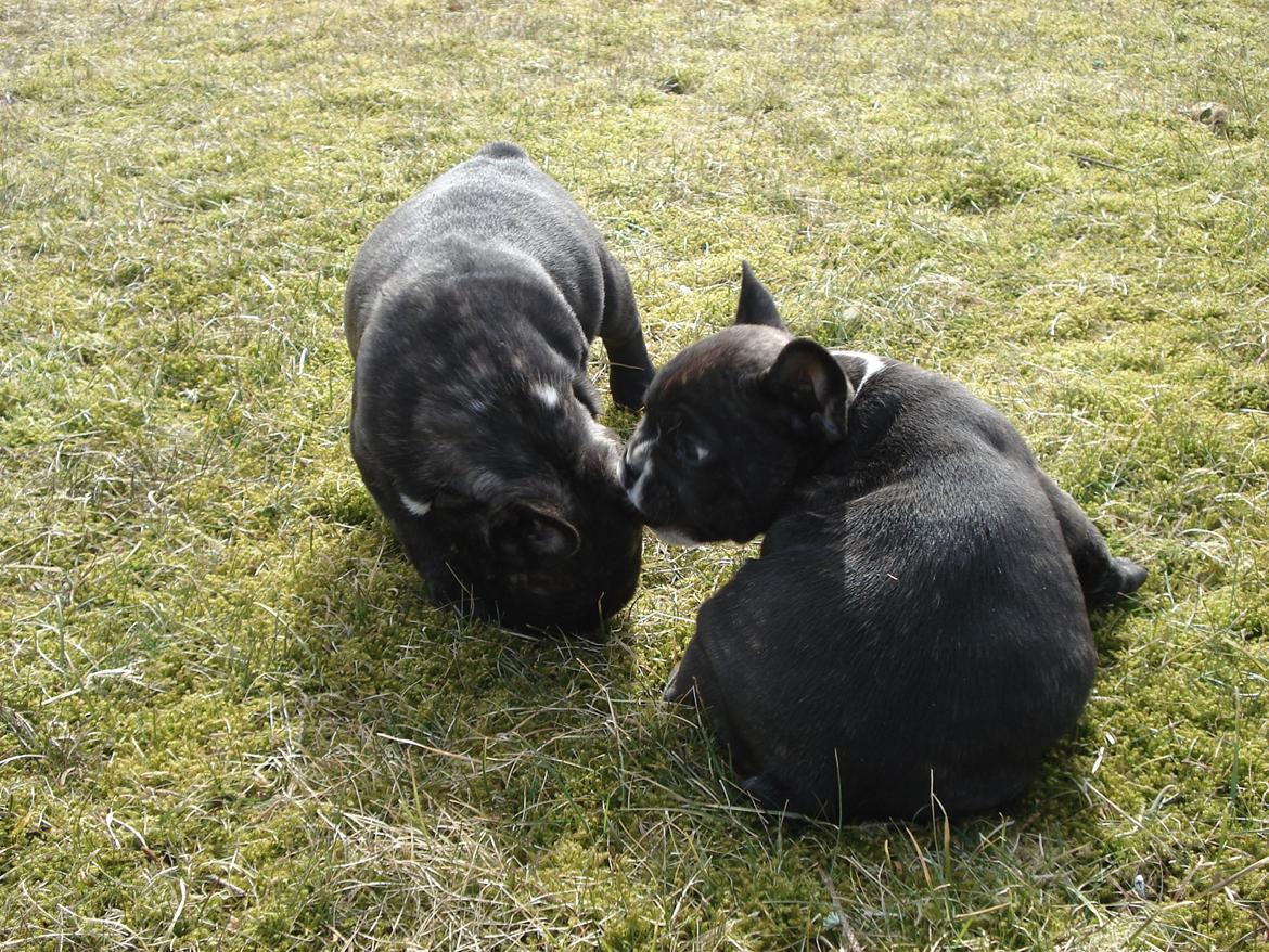 Fransk bulldog's nyder de gode vejrt! :) billede 15