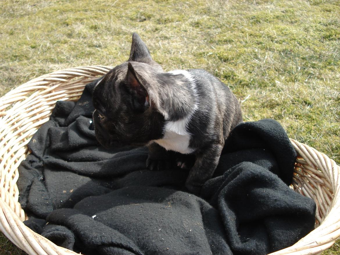 Fransk bulldog's nyder de gode vejrt! :) billede 16