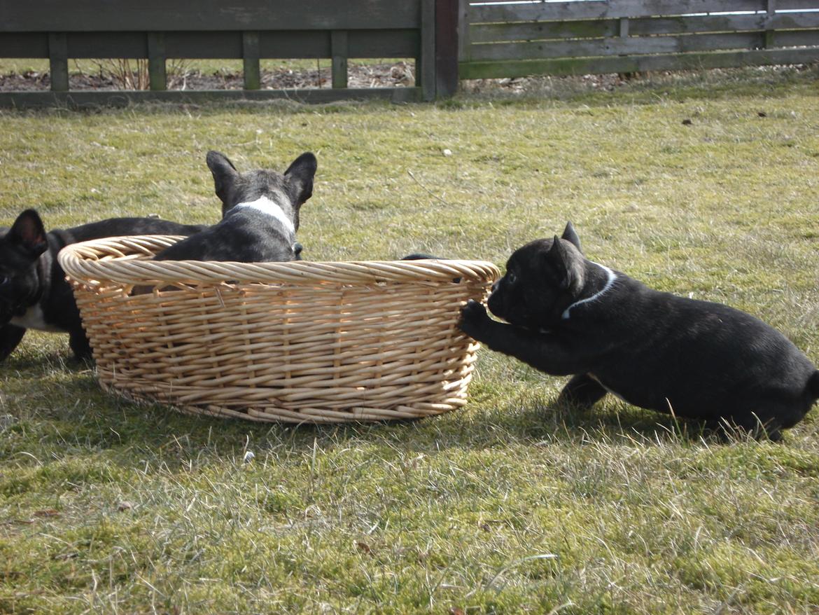 Fransk bulldog's nyder de gode vejrt! :) billede 17