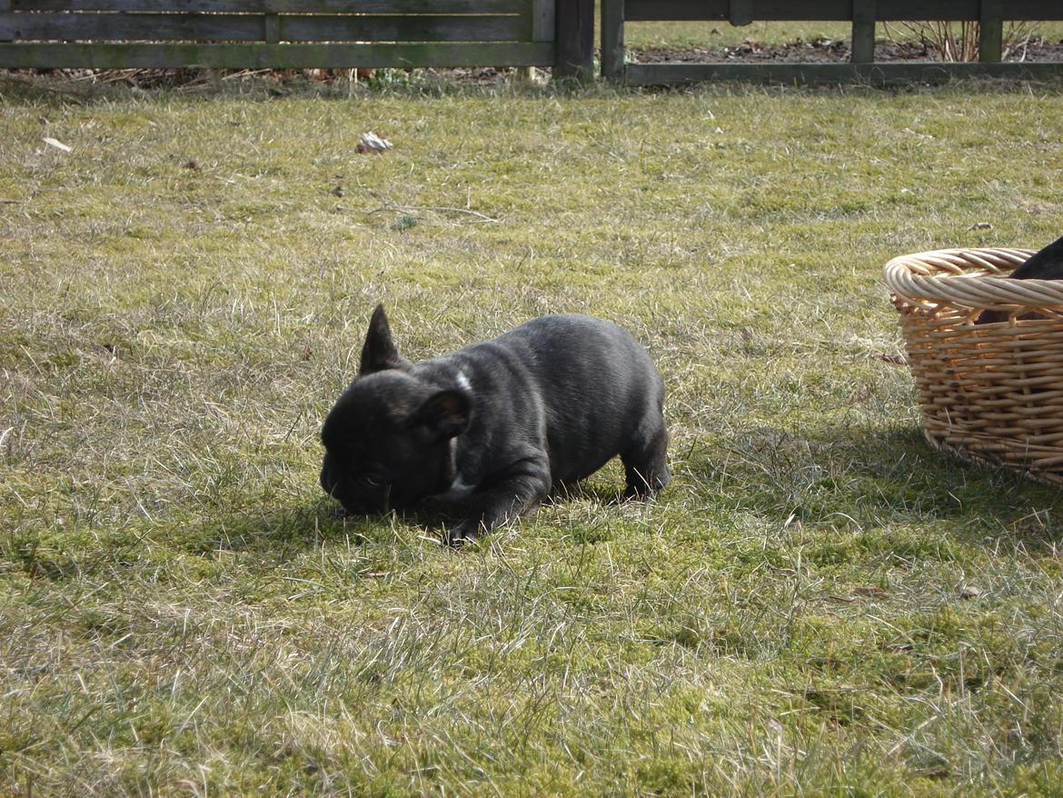 Fransk bulldog's nyder de gode vejrt! :) billede 18