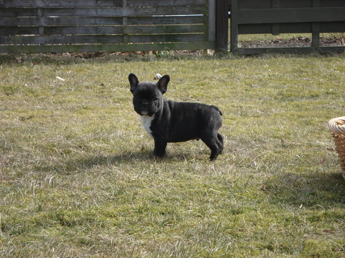Fransk bulldog's nyder de gode vejrt! :) billede 19