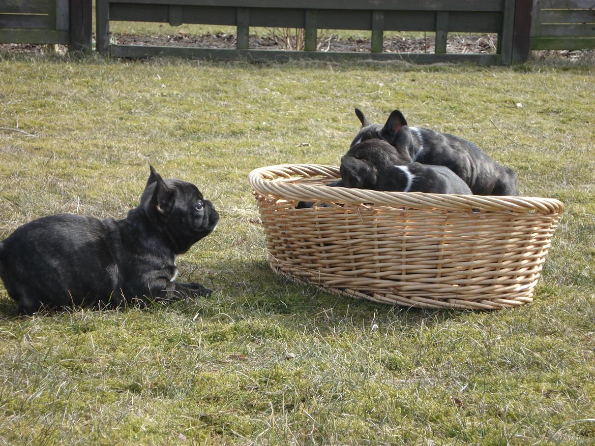 Fransk bulldog's nyder de gode vejrt! :) billede 20