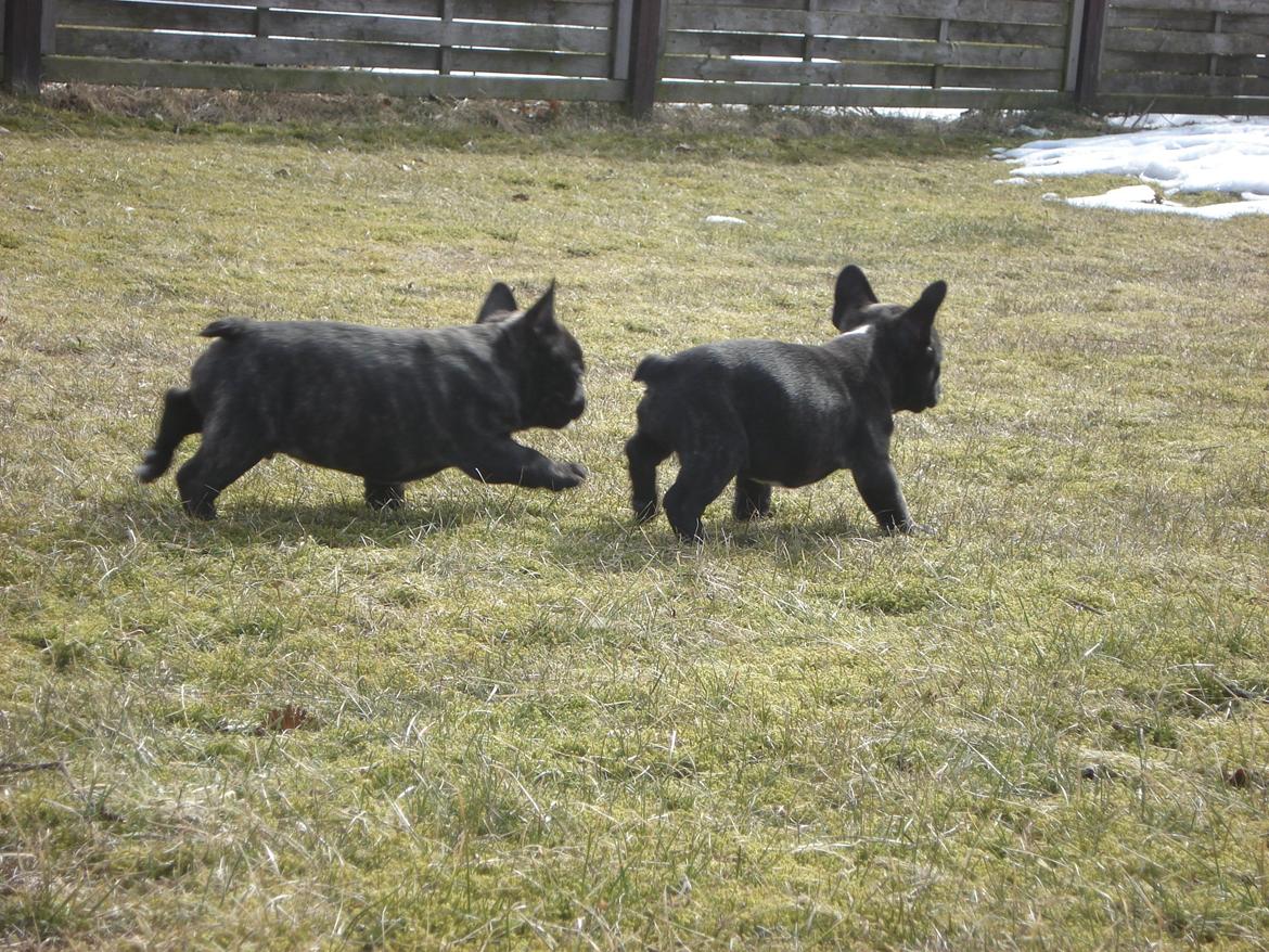 Fransk bulldog's nyder de gode vejrt! :) billede 21