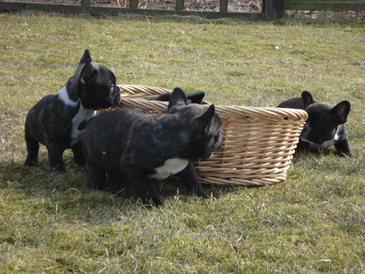 Fransk bulldog's nyder de gode vejrt! :) billede 22