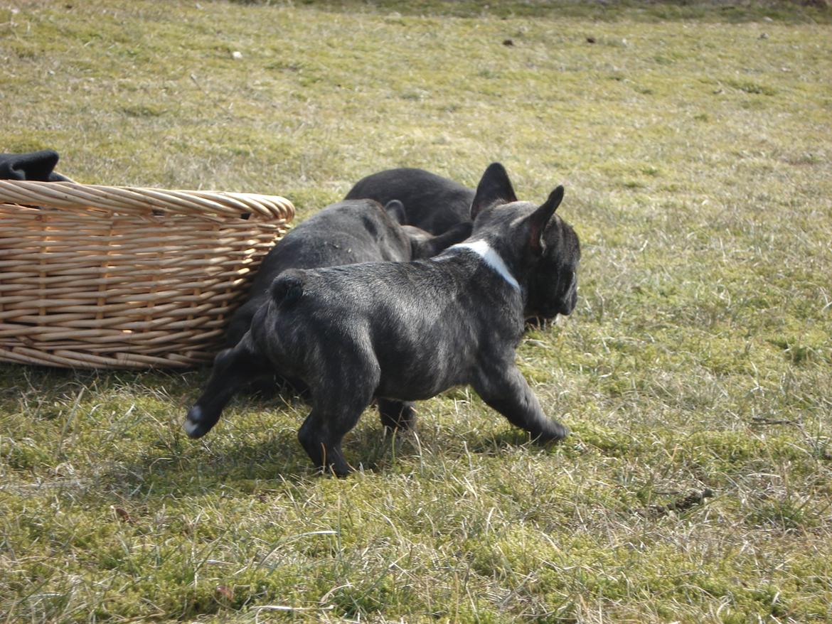 Fransk bulldog's nyder de gode vejrt! :) billede 23