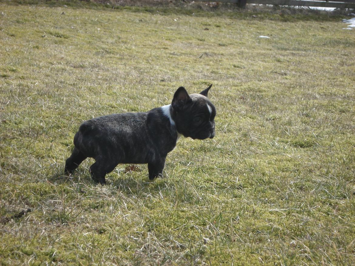 Fransk bulldog's nyder de gode vejrt! :) billede 24