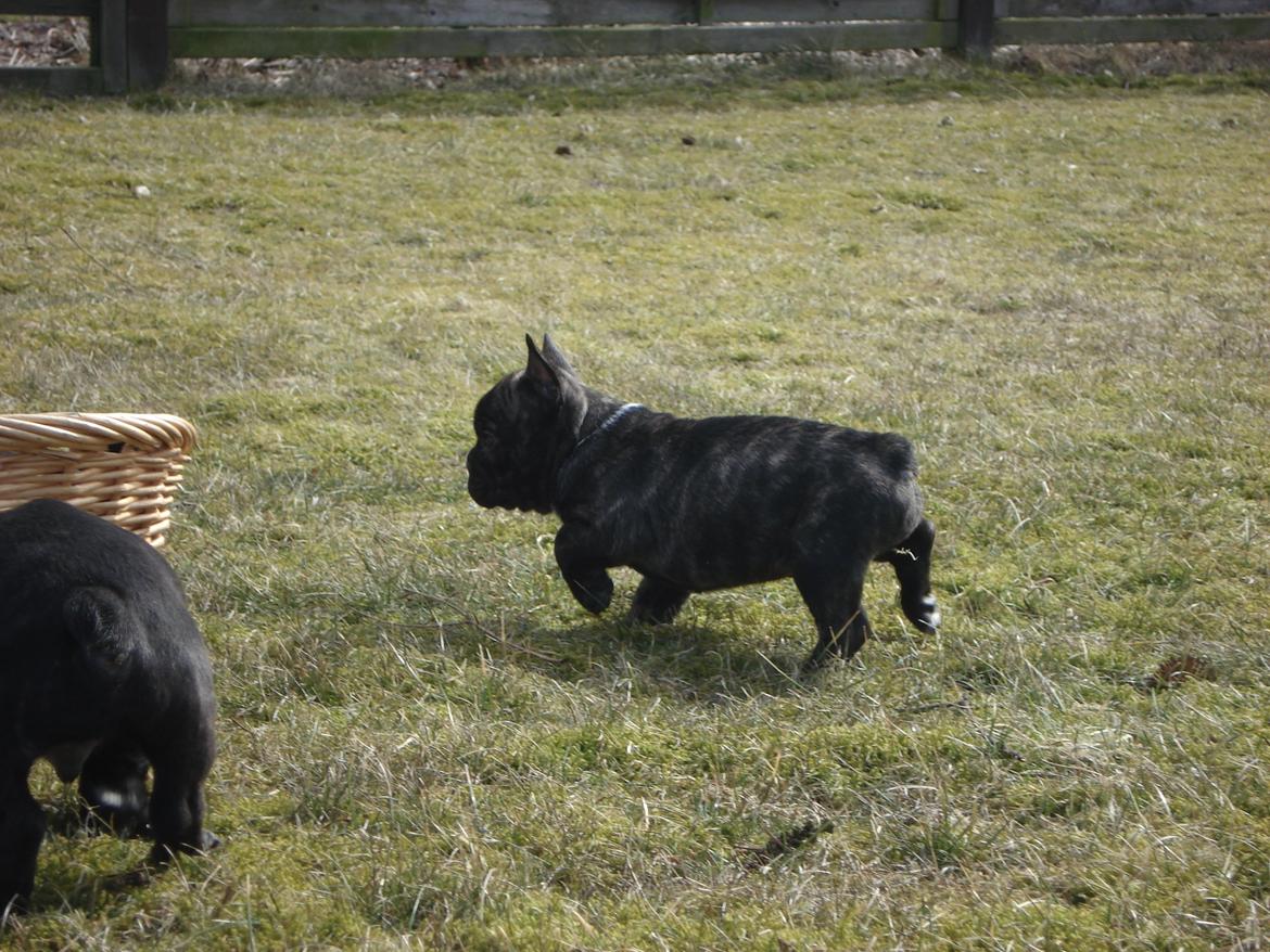 Fransk bulldog's nyder de gode vejrt! :) billede 25