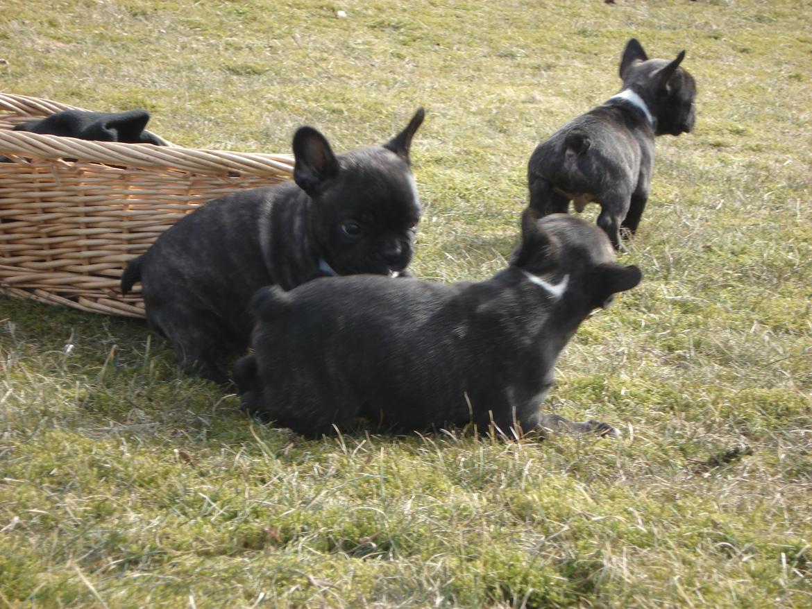 Fransk bulldog's nyder de gode vejrt! :) billede 26