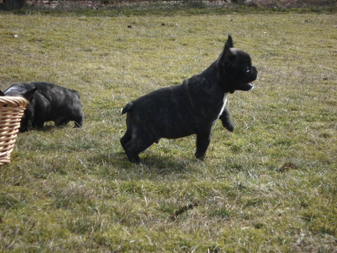 Fransk bulldog's nyder de gode vejrt! :) billede 27