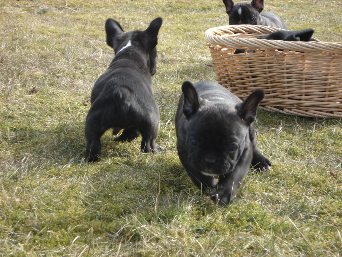 Fransk bulldog's nyder de gode vejrt! :) billede 28