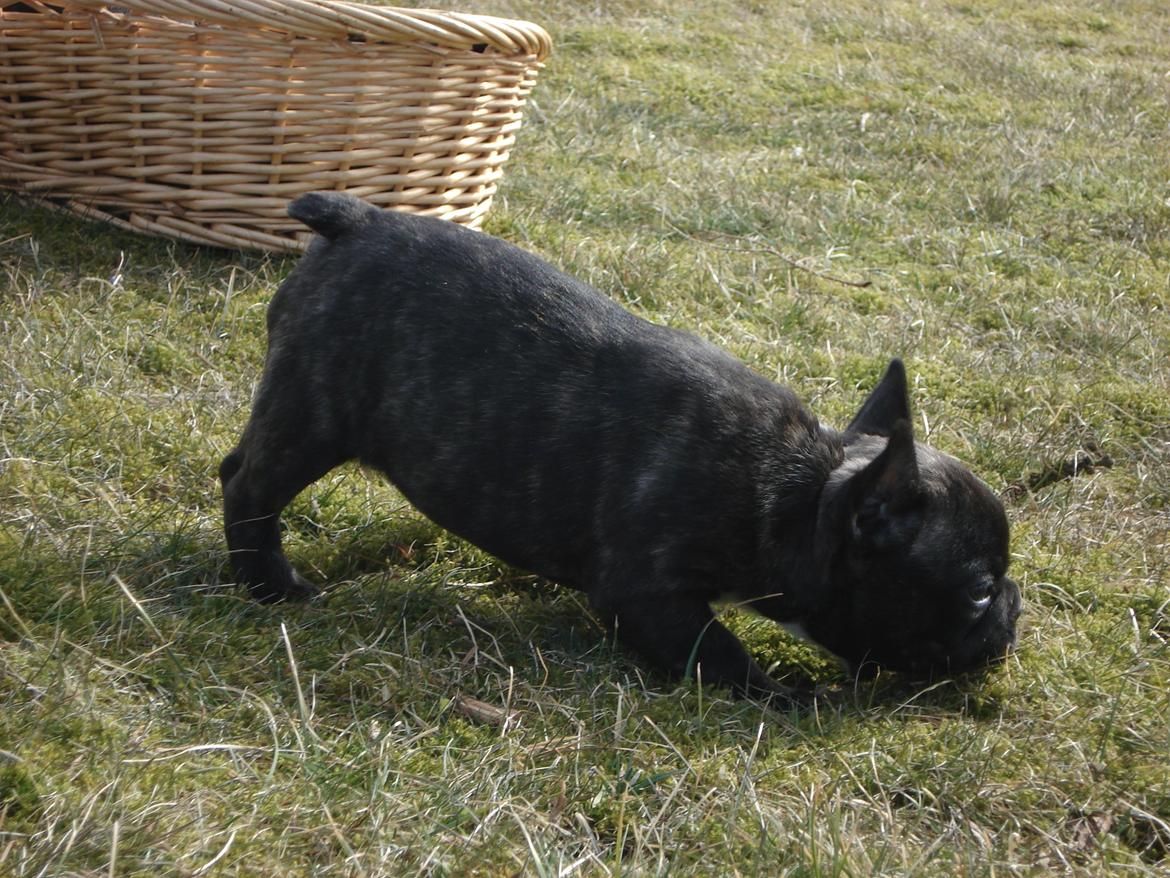 Fransk bulldog's nyder de gode vejrt! :) billede 29