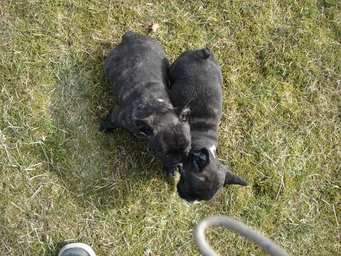 Fransk bulldog's nyder de gode vejrt! :) billede 30