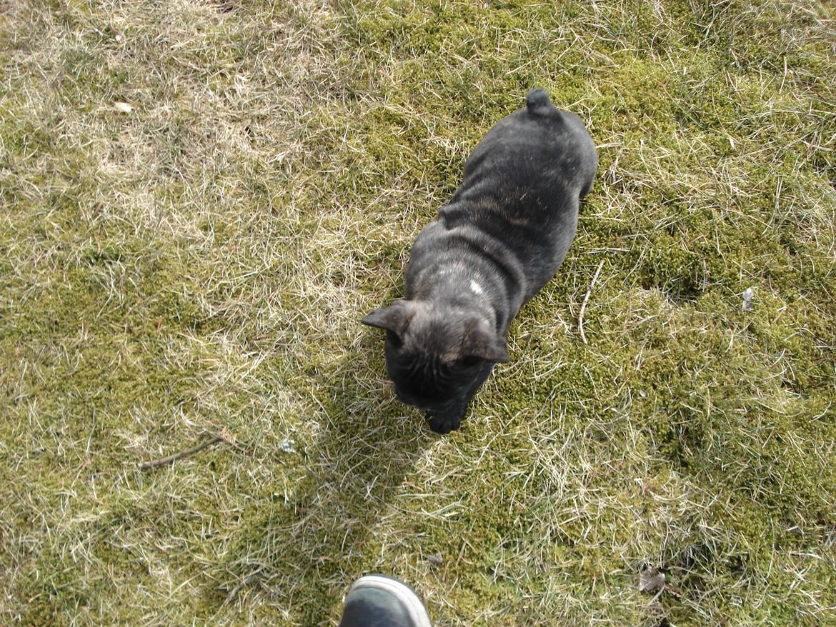 Fransk bulldog's nyder de gode vejrt! :) billede 31