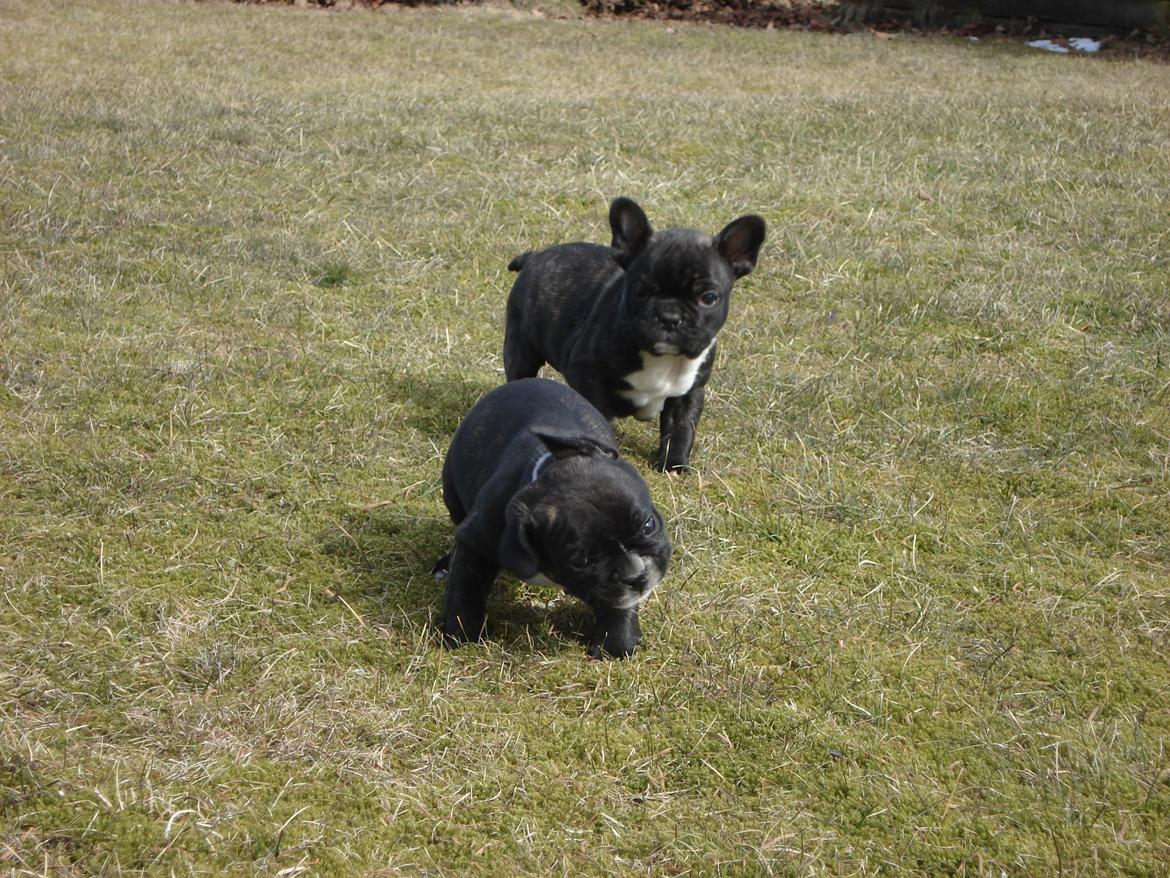 Fransk bulldog's nyder de gode vejrt! :) billede 32