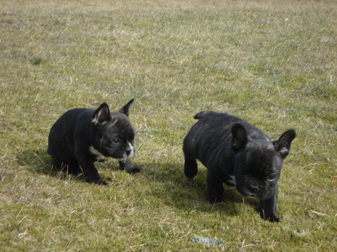 Fransk bulldog's nyder de gode vejrt! :) billede 33