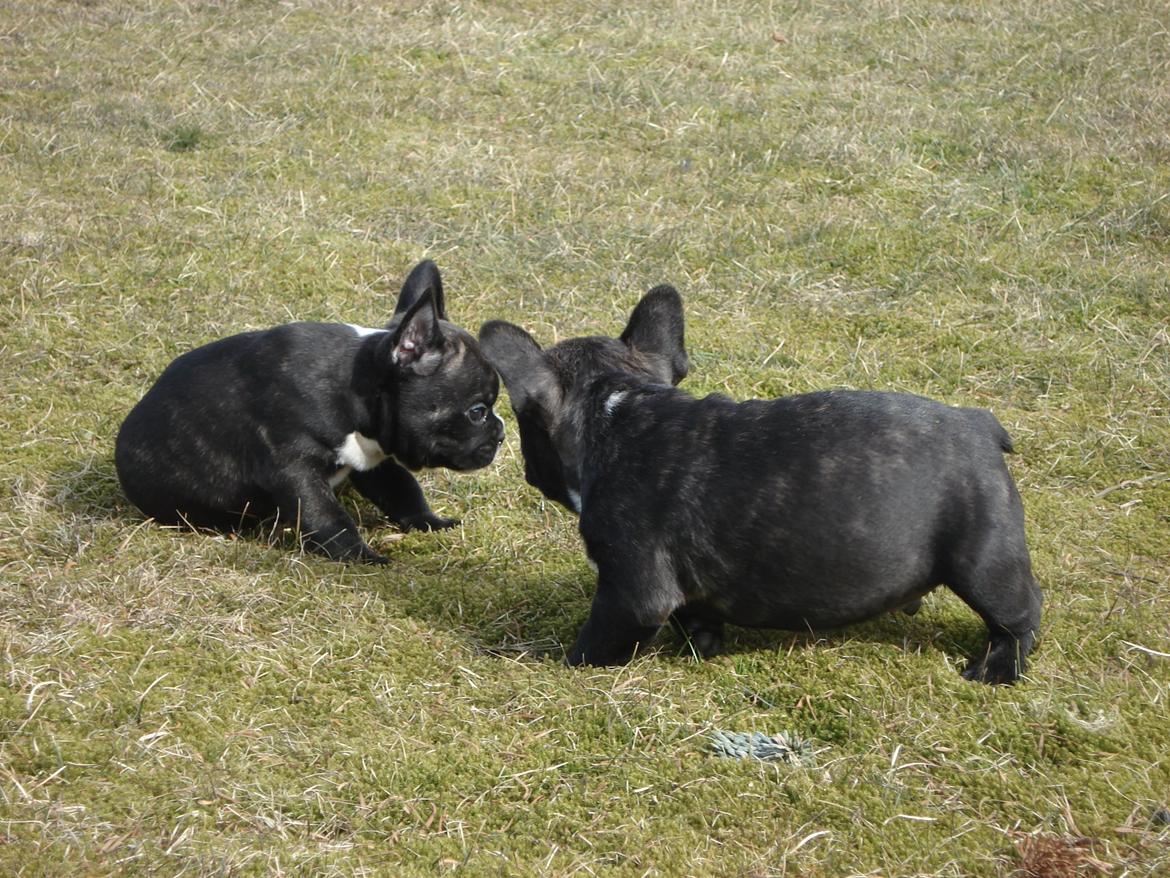 Fransk bulldog's nyder de gode vejrt! :) billede 34